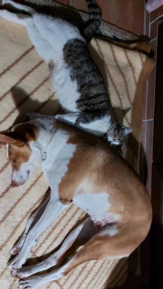 Perro descansando tranquilo en casa